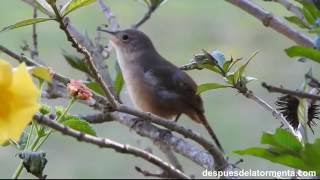 Canto de la Ratonera común  Troglodytes aedon [upl. by Haerb446]