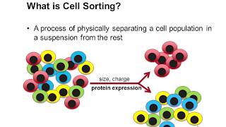 Cell Sorting Using Flow Cytometry [upl. by Epuladaugairam]