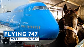 Flying KLM B747400 Combi with Horses [upl. by Anita919]