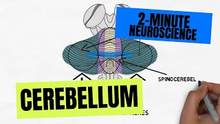 2Minute Neuroscience Cerebellum [upl. by Schiffman]