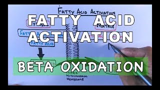 Fatty Acid Activation  Beta Oxidation Part I [upl. by Lukin]