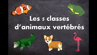 Les 5 classes danimaux vertébrés [upl. by Ycats]