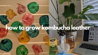 How to Grow  Harvest Kombucha LeatherSCOBY  giybiobuddies [upl. by Aniryt376]