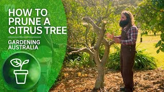 How to Prune a Citrus Tree  Citrus  Gardening Australia [upl. by Yvad]