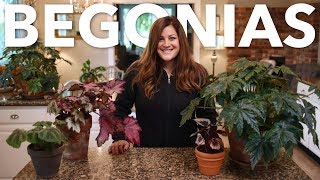 Indoor Begonia Care Guide 🌿 Garden Answer [upl. by Leuname]