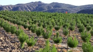 Raising Christmas Trees How A FamilyRun Christmas Tree Farm Grows Its Trees [upl. by Atnoid]