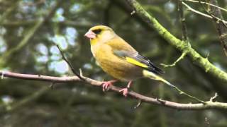 Greenfinch Singing [upl. by Korrie]