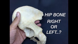 HIP BONE  SIDE DETERMINATION amp ANATOMICAL POSITION [upl. by Masao]