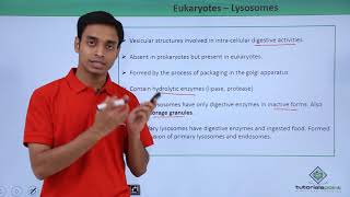 Class 11th  Eukaryotes – Lysosomes  Cell The unit of Life  Tutorials Point [upl. by Seligmann741]