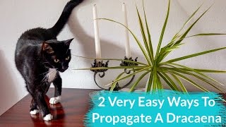 2 Very Easy Ways To Propagate A Dracaena [upl. by Beryle]