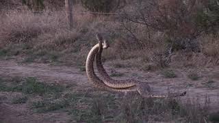 Western Diamondback Rattlesnake combat [upl. by Anizor362]