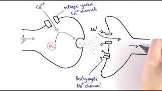 A2 Biology  Cholinergic synapses OCR A Chapter 135 [upl. by Delaryd]