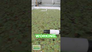 Winterizing Red Root Floaters PART 1 [upl. by Herrick]