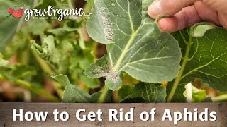 How to Get Rid of Aphids Organically [upl. by Ilellan831]