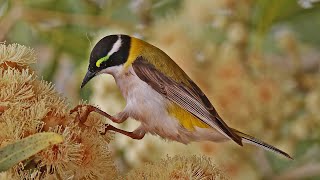 Honeyeaters of Australia [upl. by Antonietta199]