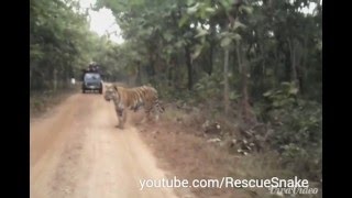 Biggest Tiger in India Jay at Umred Karhandla [upl. by Mori]