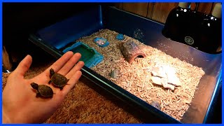 DIY Indoor Baby Box Turtle Enclosure [upl. by Oiramej]