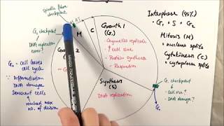 AS Biology  Cell cycle OCR A Chapter 61 [upl. by Kirchner]