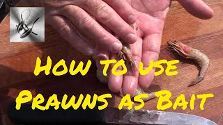 How to use Prawns as bait  The Hook and The Cook [upl. by Okun]