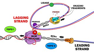 DNA REPLICATION 23  ELONGATION [upl. by Akemrej992]