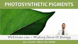 Photosynthesis  Photosynthetic Pigments  Post 16 Biology A Level PreU IB AP Bio [upl. by Ilamad]