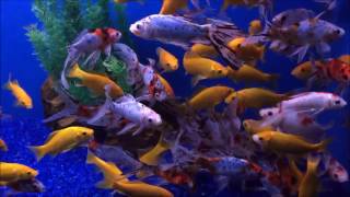 100 Assorted Common Comet amp Shubunkin Goldfish Beautiful colours [upl. by Coulson641]