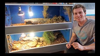 Blue Tongue Lizard Enclosure Set Up [upl. by Avuha]