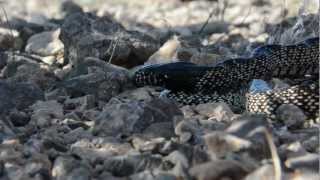 Kingsnake eats Mojave Rattlesnake [upl. by Leonsis767]