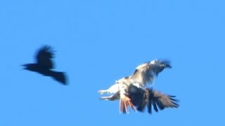 midair attack ravens vs redtailed hawk [upl. by Rosabel]