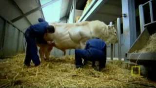 NATIONAL GEOGRAPHIC Meet the Super Cow [upl. by Lydie]