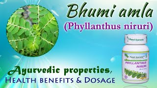 Bhumi amla Phyllanthus niruri  Ayurvedic properties Health benefits amp Dosage [upl. by Liryc]