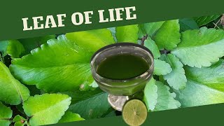 Leaf of Life for COUGHS amp COLDS  BENEFITS of Leaf of Life  Earths Medicine [upl. by Ramona]