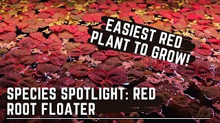 The Easiest Red Aquarium Plant to Grow  Species Spotlight  Red Root Floater [upl. by Ahsinad30]