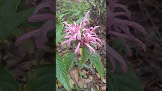 Jacobiniajusticia carnea [upl. by Joly]