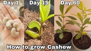 How to grow Cashew plant at home how to grow Cashew tree from seeds Kaju tree [upl. by Libbna]