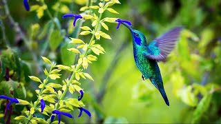 Sons de la Nature pour Dormir Relaxation Travailler se Concentrer  Bruits Nature Forêt Oiseaux [upl. by Anivahs]