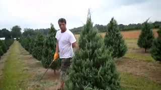 Trimming Christmas Trees Shawn Powers and Greg Powers [upl. by Enehpets]