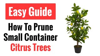 How To Prune A Small Container Citrus Tree  Meyer Lemon Demonstration [upl. by Vins]