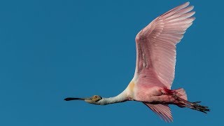 Nikon D850 Bird In Flight  Wildlife Autofocus System Setup [upl. by Vi]