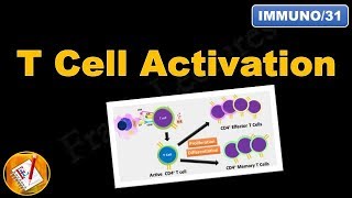 T cell Activation and differentiation FLImmuno31 [upl. by Nirag]