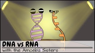 DNA vs RNA Updated [upl. by Ardra872]