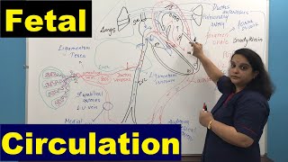 Fetal Circulation  Nursing Lecture [upl. by Llenyar]