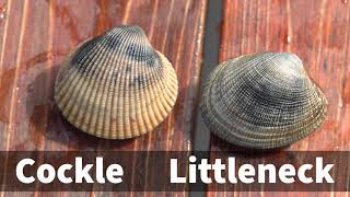 Littleneck Clams Clamming with ODFW [upl. by Greer]