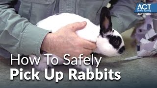 How to Pick Up Rabbits [upl. by Kcirdde]