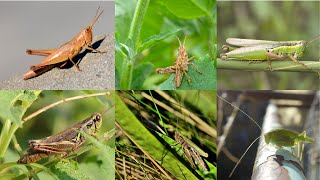 Various Grasshopper Sound Effects [upl. by Lynn250]