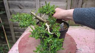 Shrubby Honeysuckle Lonicera Nitida Bonsai April 2019 [upl. by Brander]