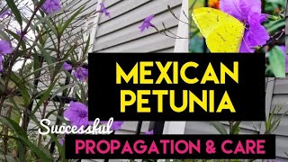 mexicanpetunia ruella How to Care and Propagate Mexican Petunia through cuttings [upl. by Williamson]