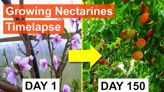 Growing Nectarines 155day Timelapse Flowering to Ripe Fruit [upl. by Hollie]