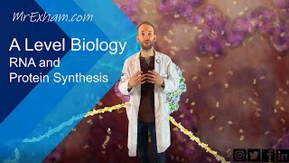 RNA and Protein Synthesis  A Level Biology [upl. by Nicola]