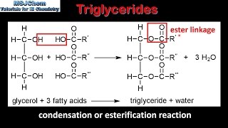 B3 Triglycerides SL [upl. by Adnwahs]